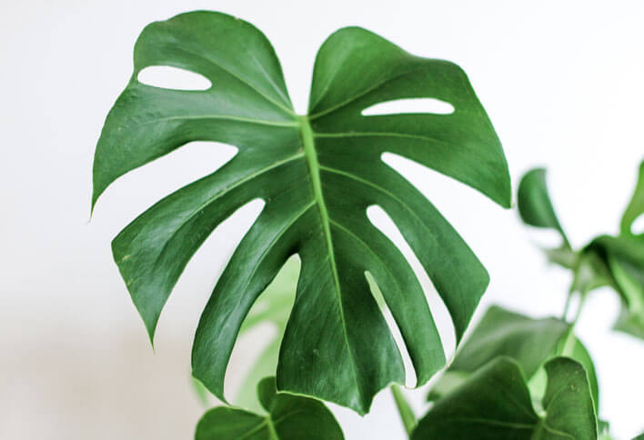 An elephant ear plant